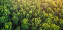 Managing Oak forests