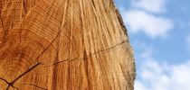 Understanding moisture in oak